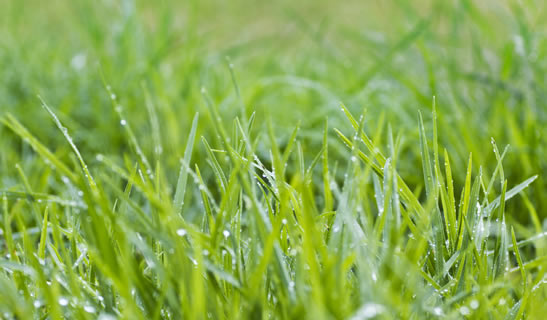 Wet Grass