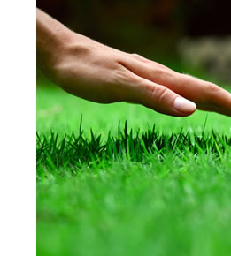 Turf Products for sale